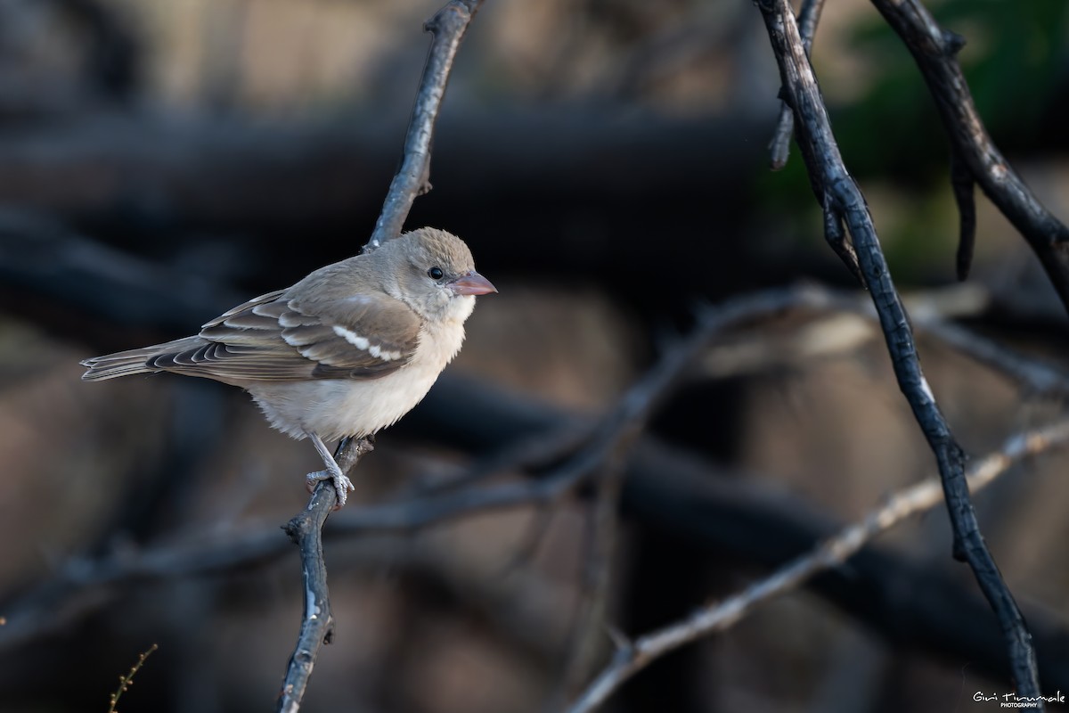 Yellow-throated Sparrow - ML647322219