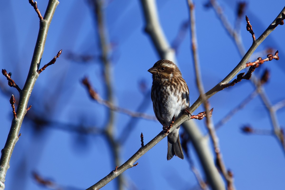 Purple Finch - ML647322220