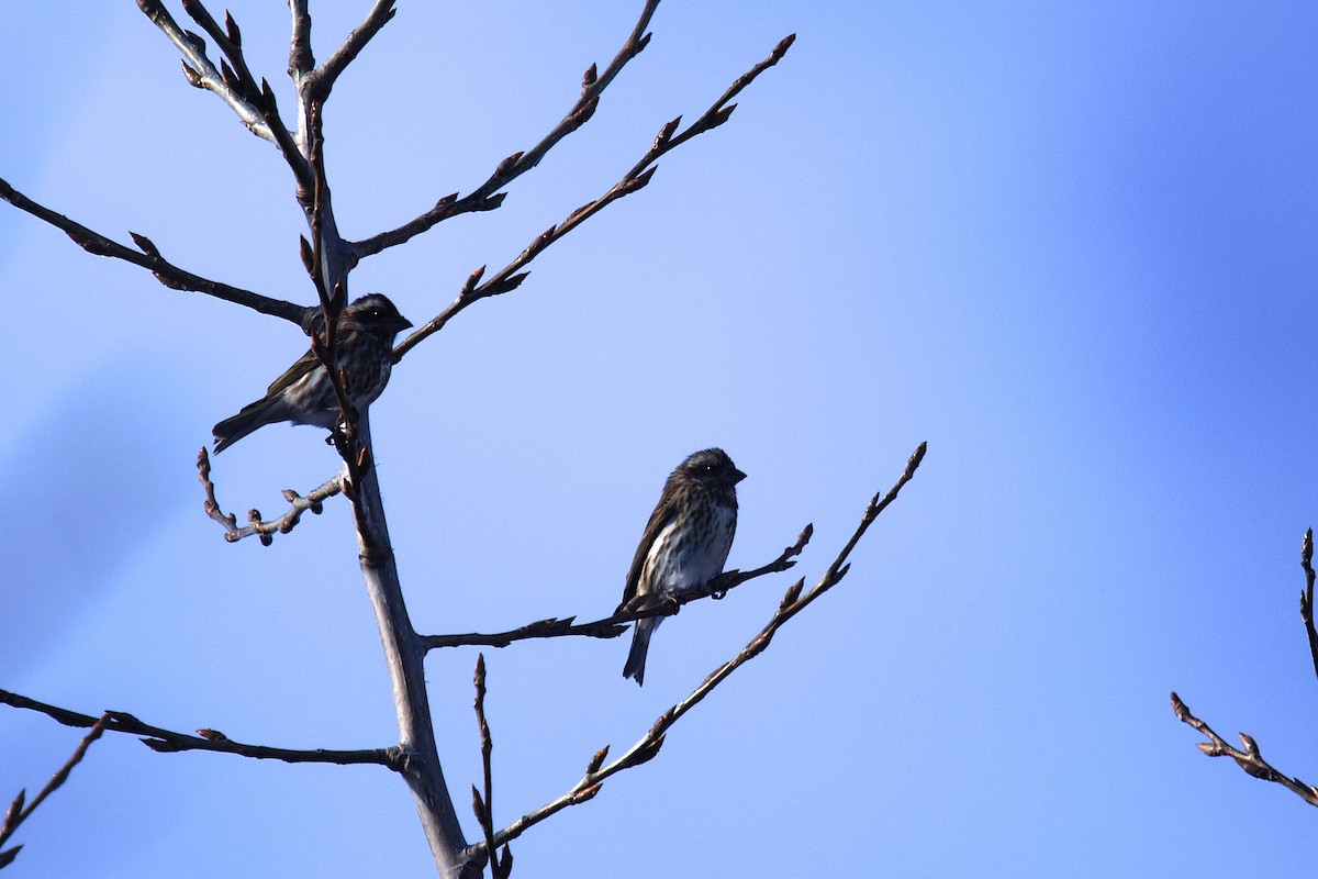 Purple Finch - ML647322223