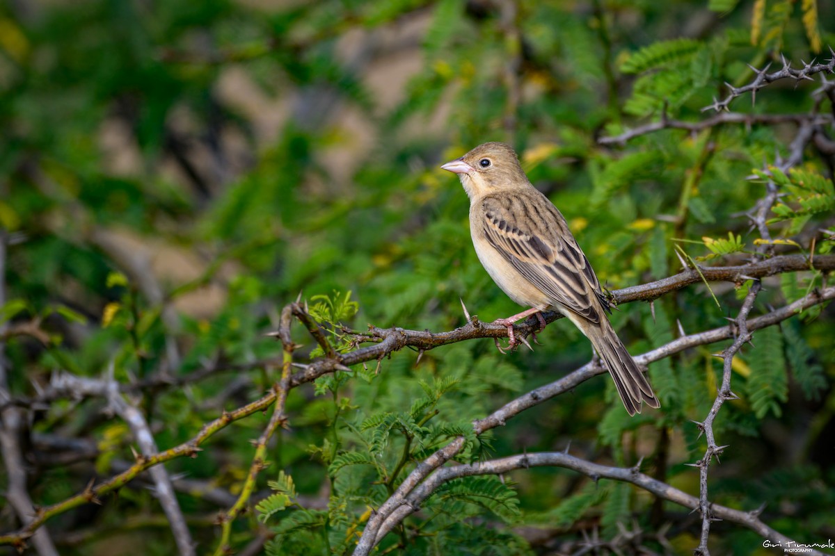 Red-headed Bunting - ML647322225