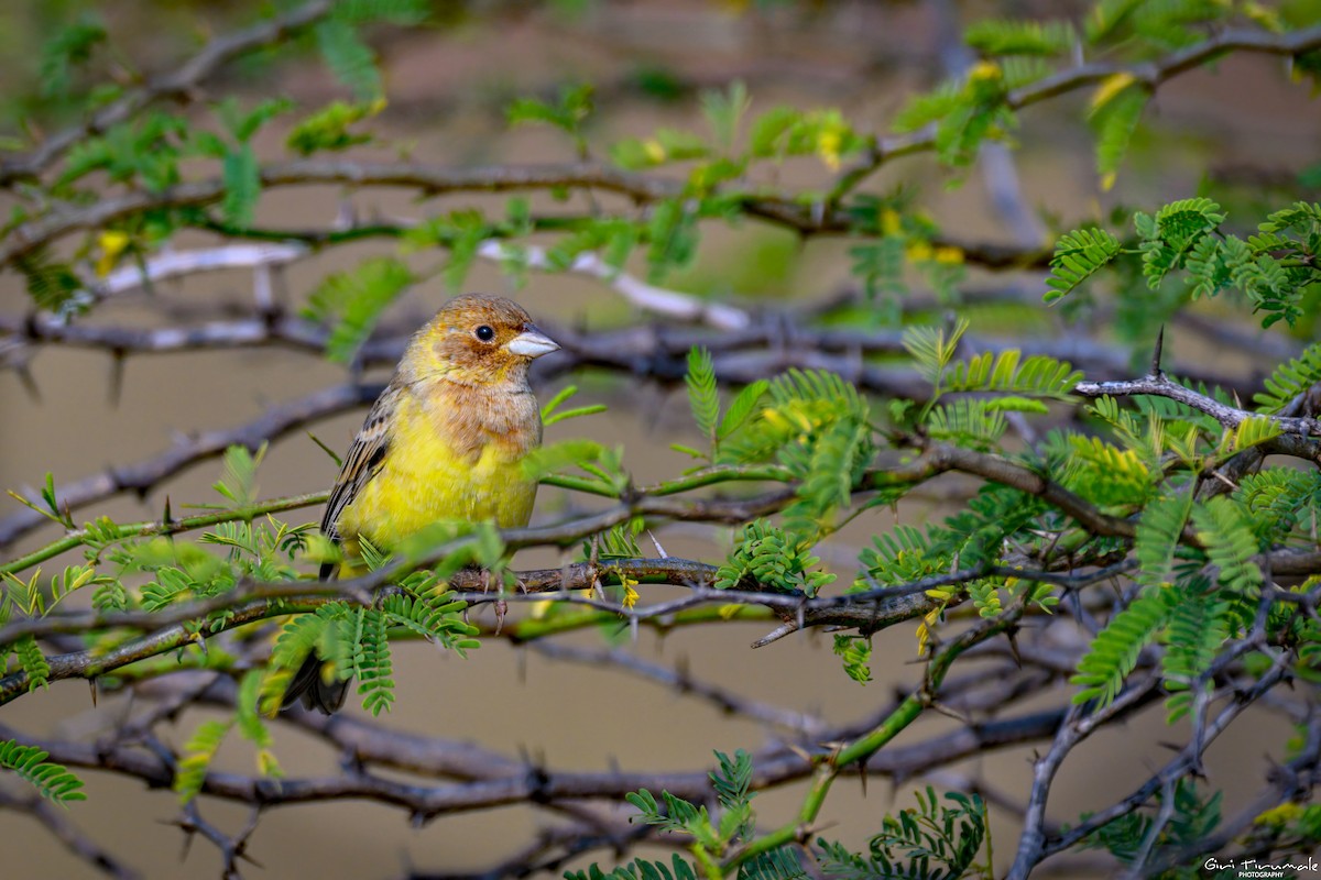 Red-headed Bunting - ML647322226