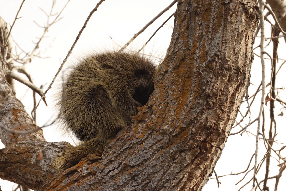North American Porcupine - ML647322228