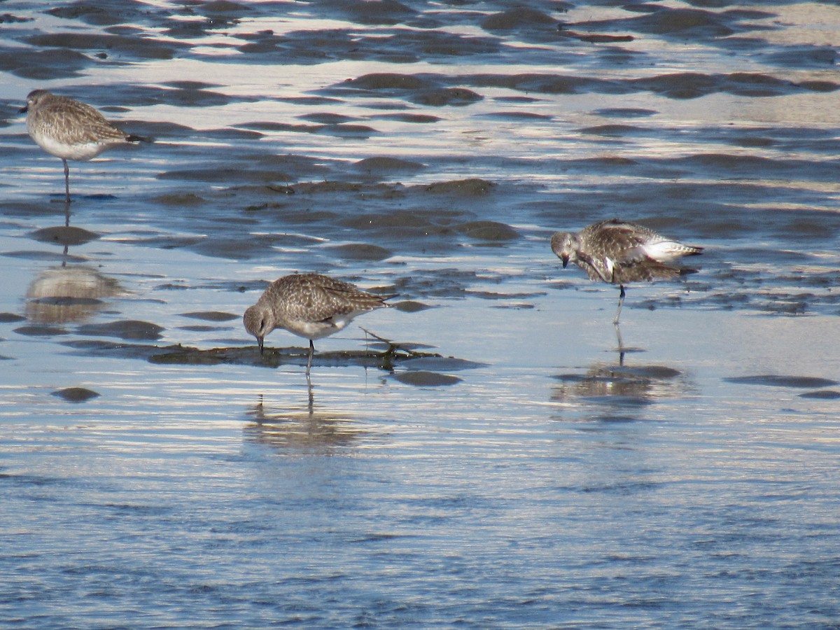 Black-bellied Plover - ML647322229
