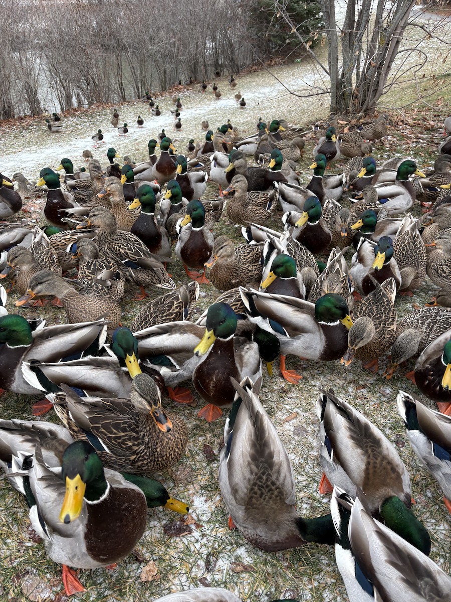 Mallard - ML647322231