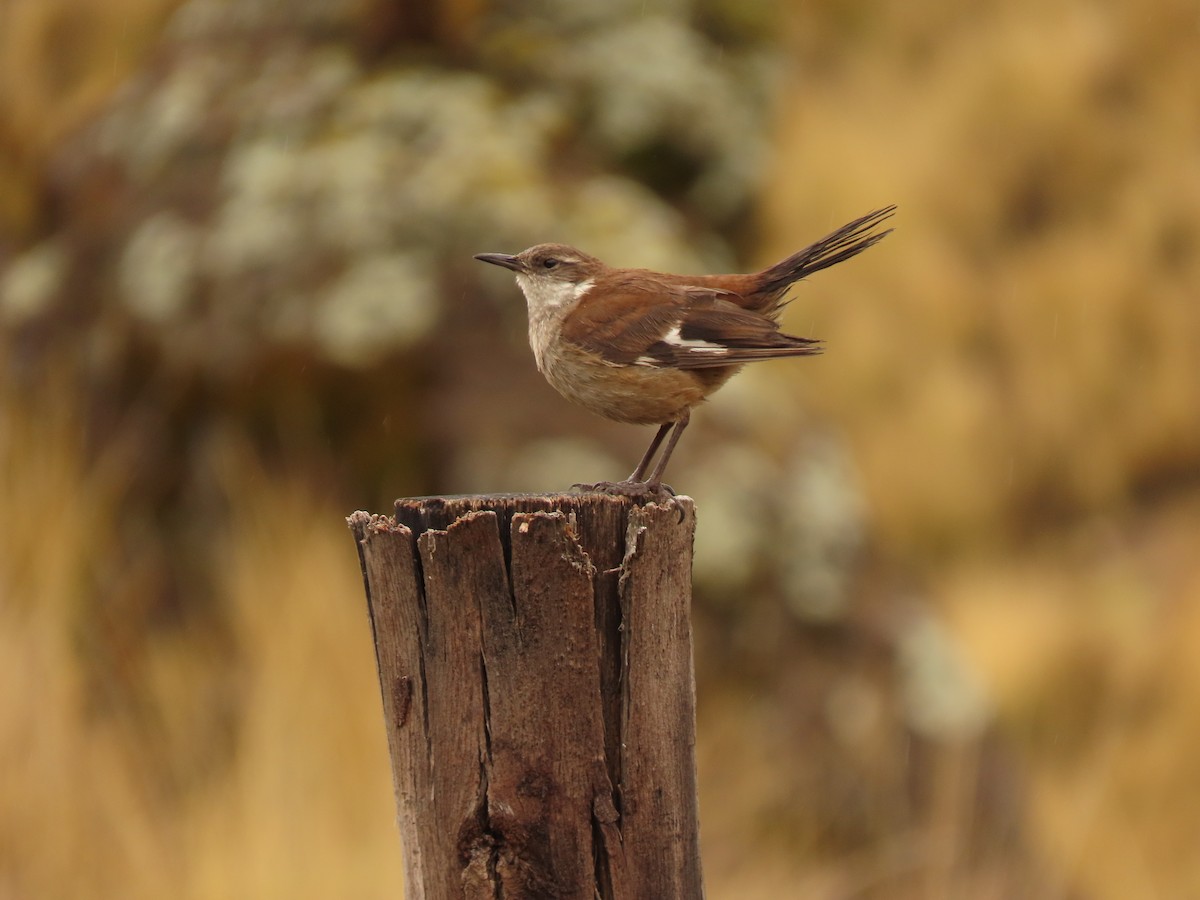 White-winged Cinclodes - ML647322234