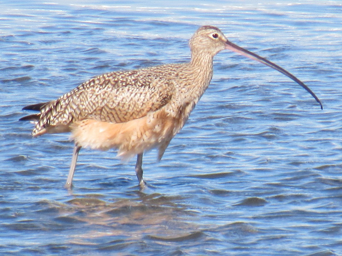 Long-billed Curlew - ML647322236