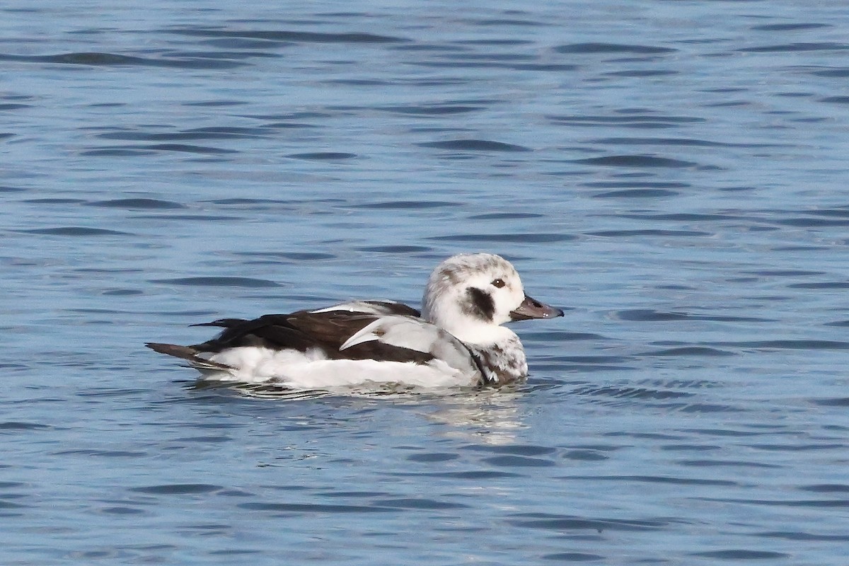 Long-tailed Duck - ML647322238