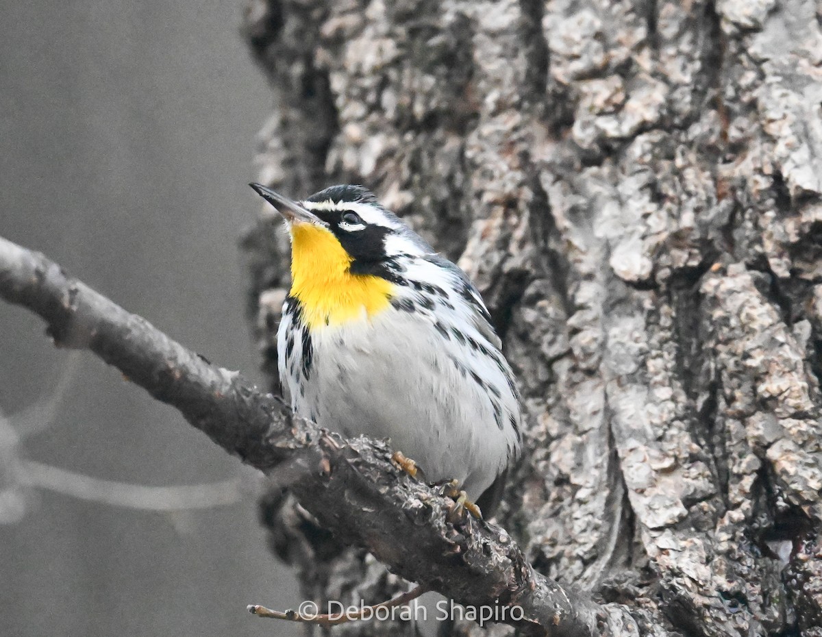 Yellow-throated Warbler - ML647322241