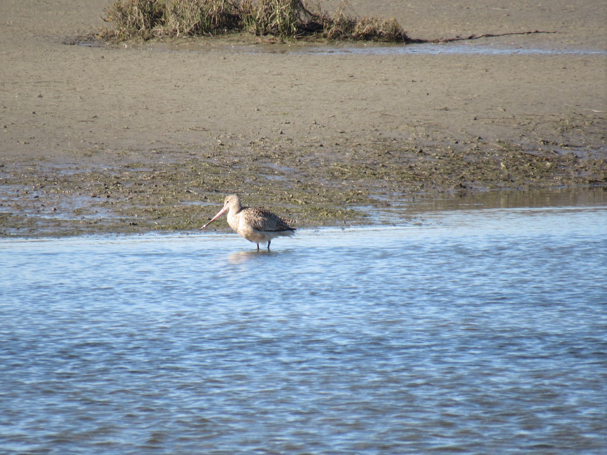 Marbled Godwit - ML647322250