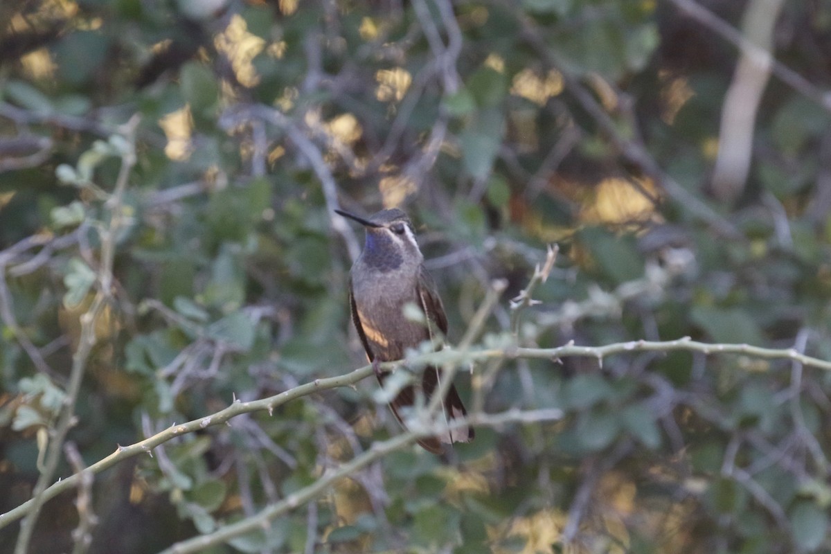 ルリノドシロメジリハチドリ - ML647322253