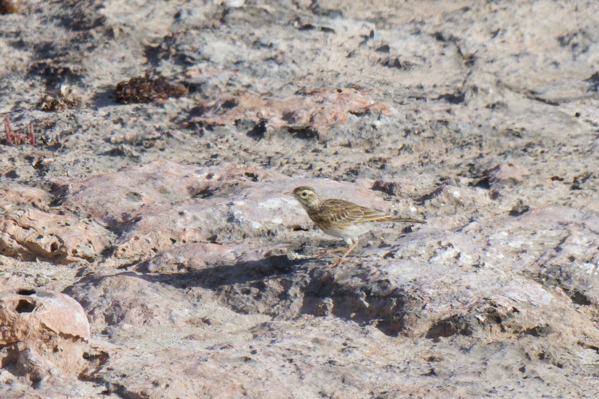 Australian Pipit - ML647322264