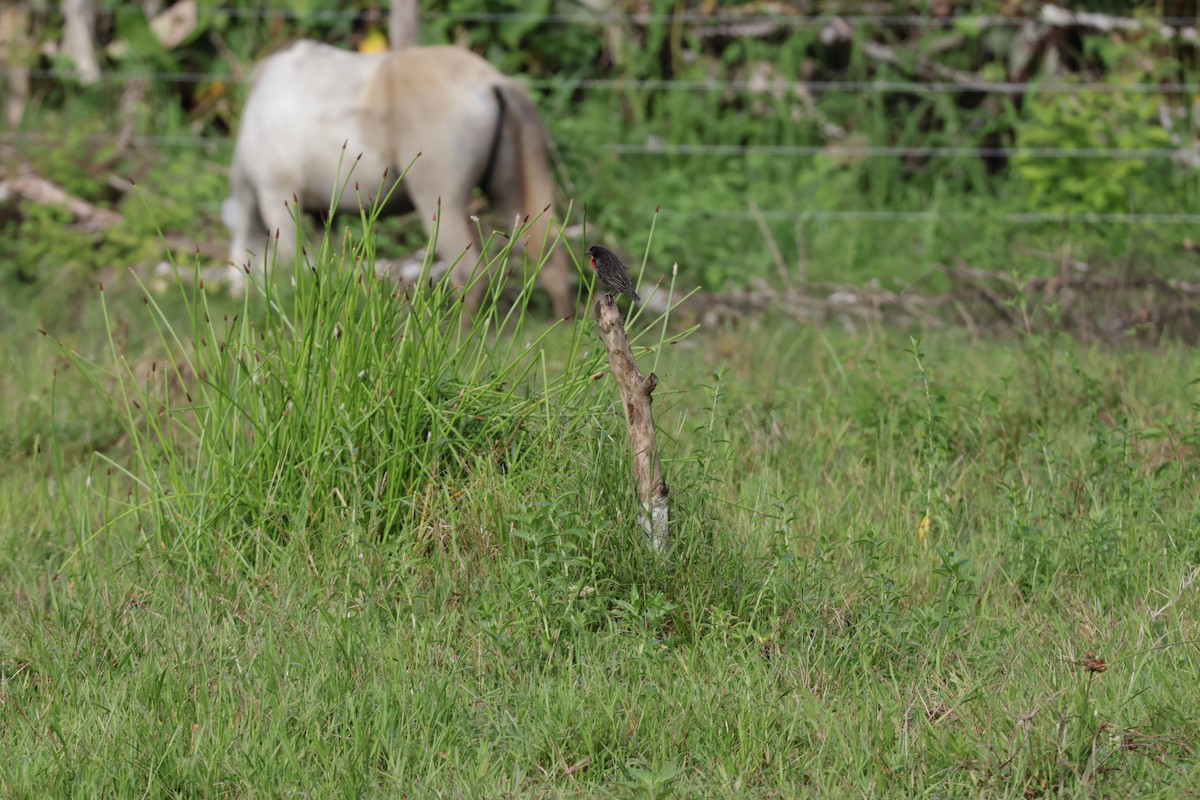 Red-breasted Meadowlark - ML647322266
