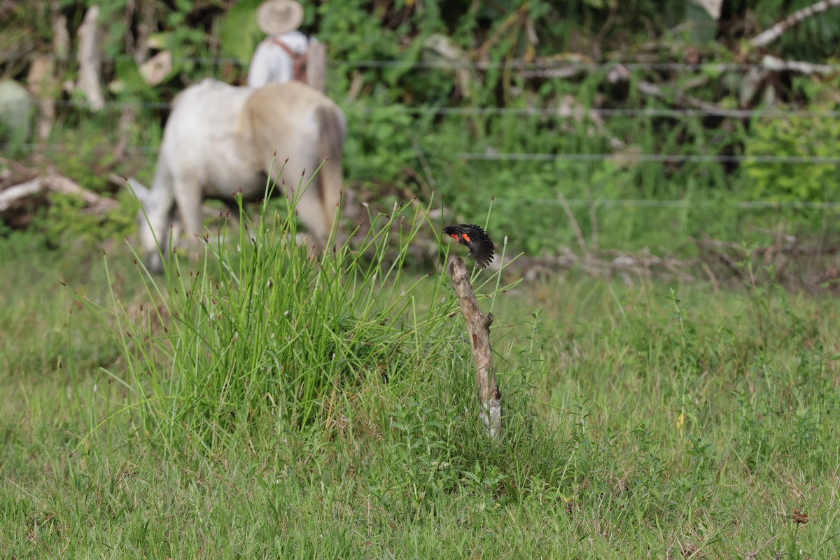 Red-breasted Meadowlark - ML647322267