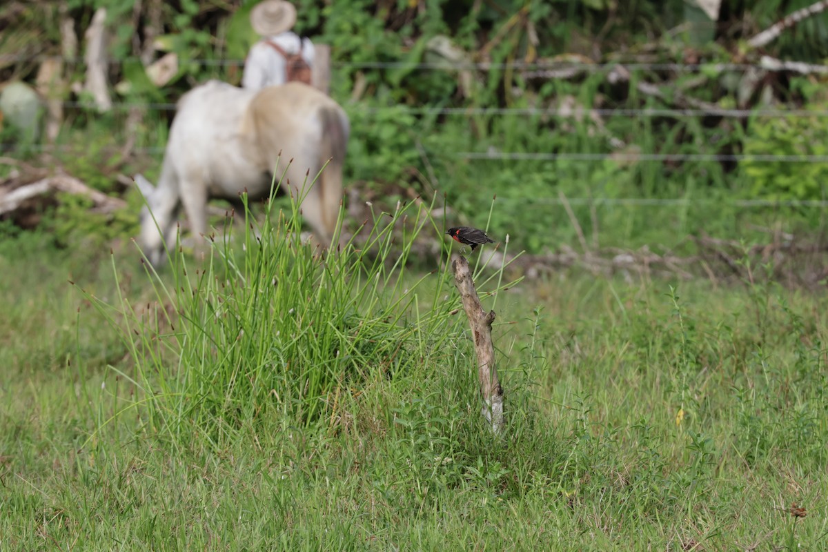 Red-breasted Meadowlark - ML647322270