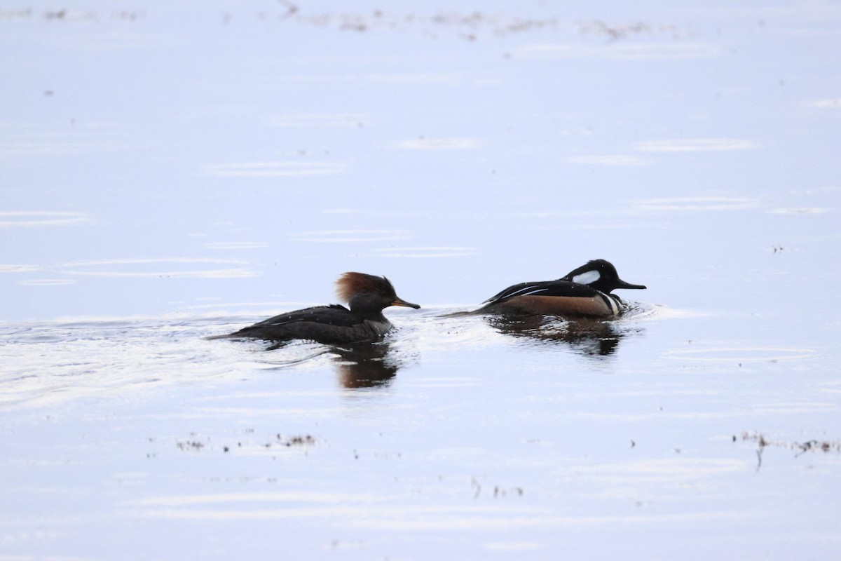Hooded Merganser - ML647322273