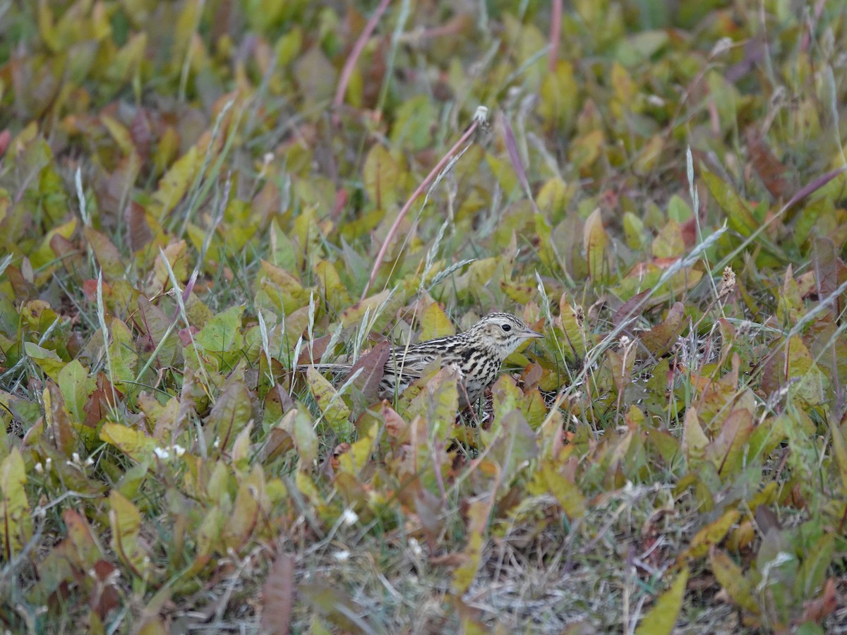 Correndera Pipit - ML647322293