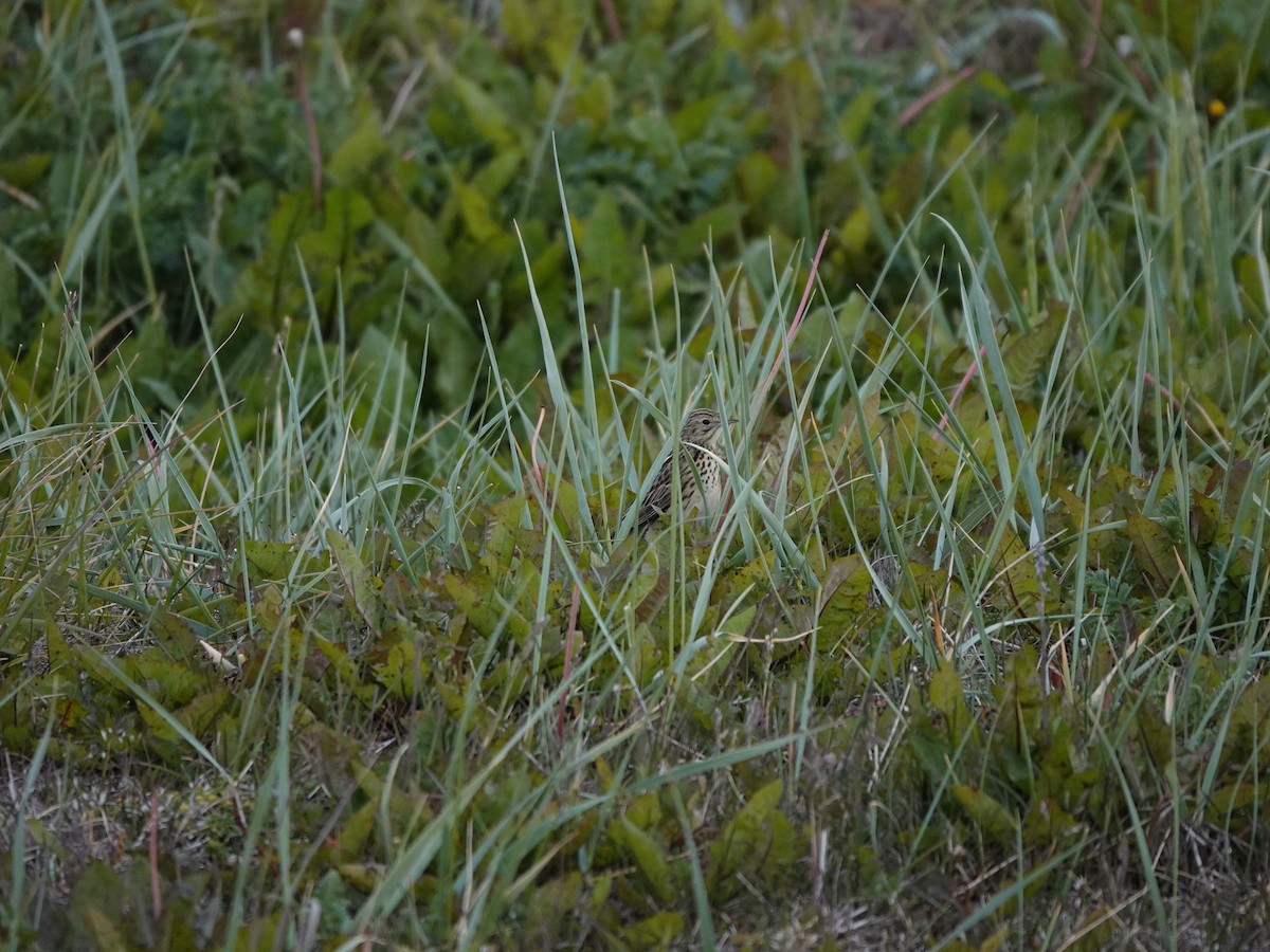 Correndera Pipit - ML647322297