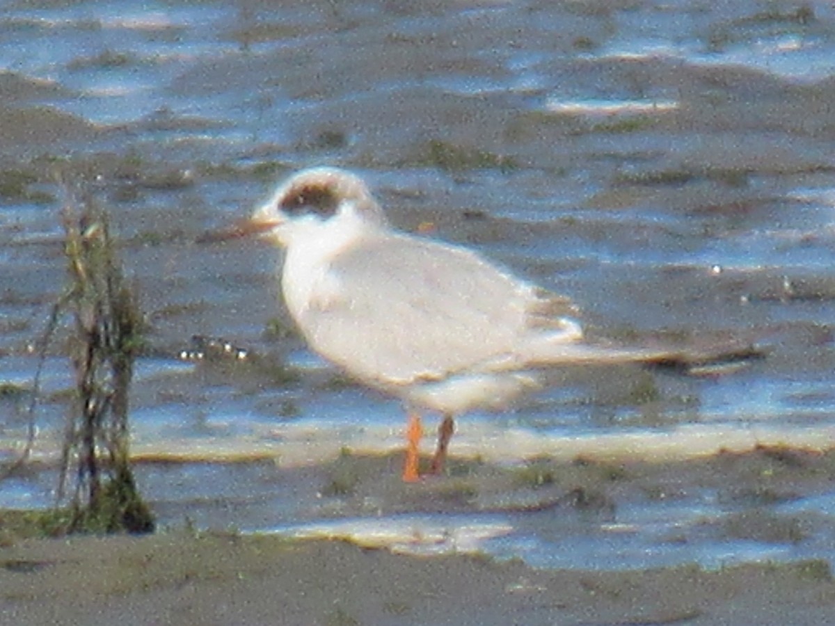 Forster's Tern - ML647322298