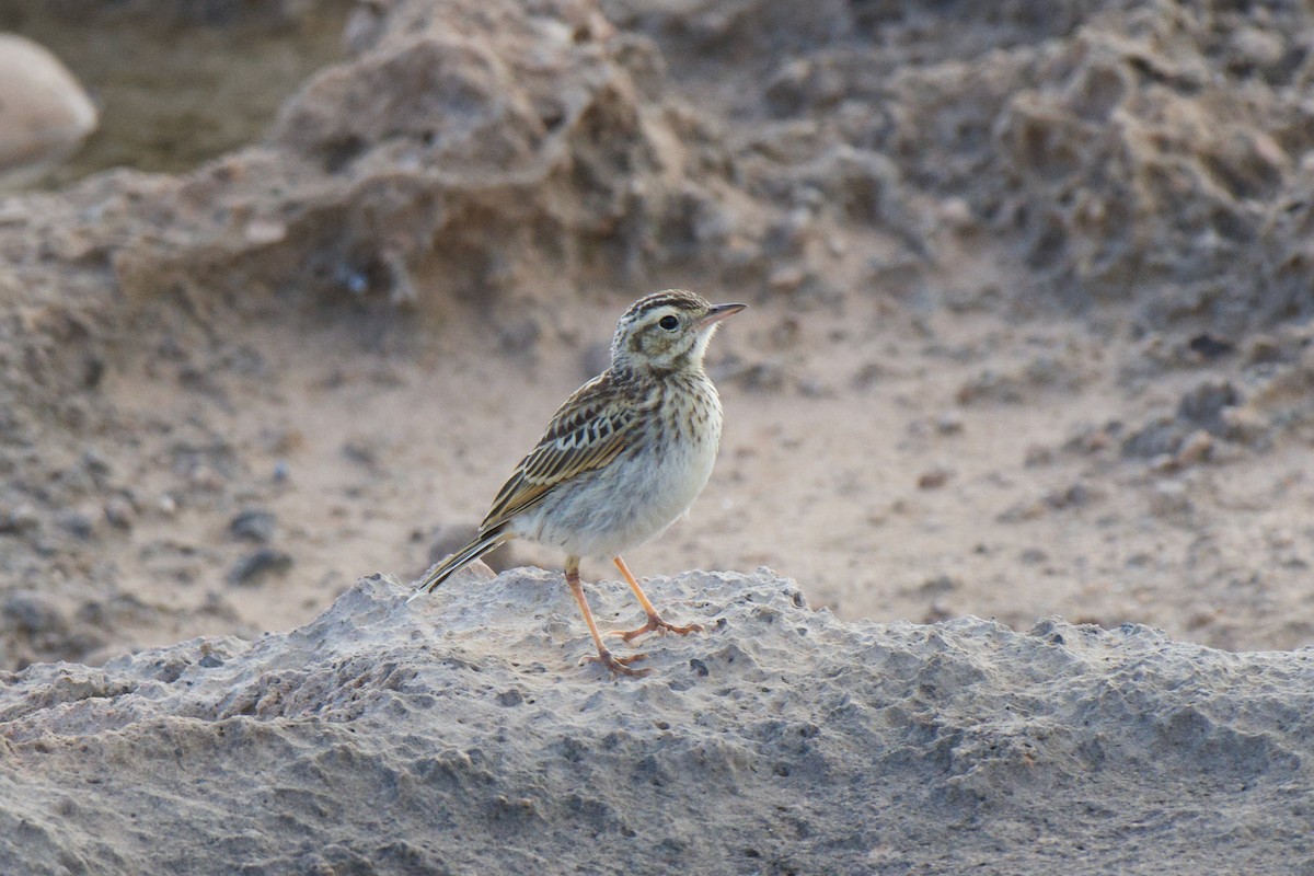 Australian Pipit - ML647322299