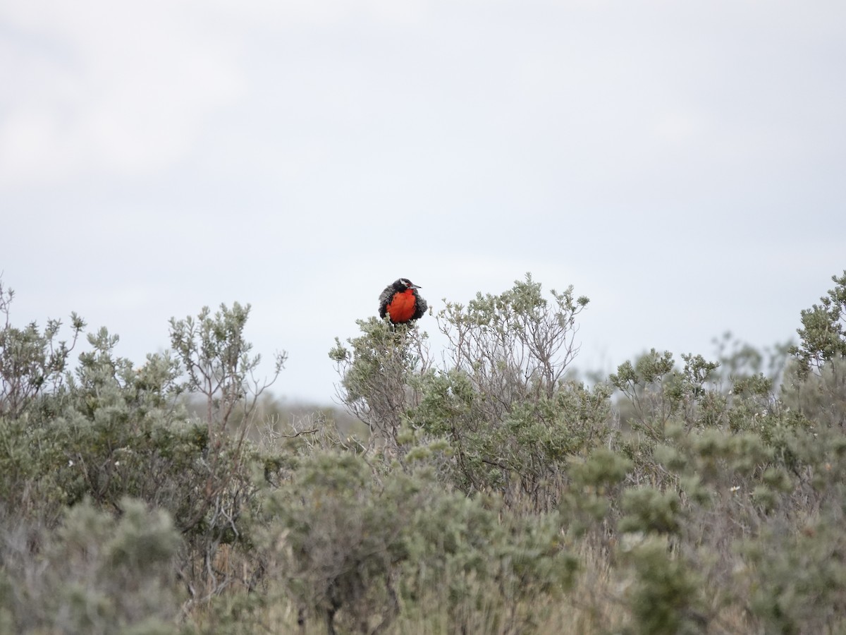Long-tailed Meadowlark - ML647322302