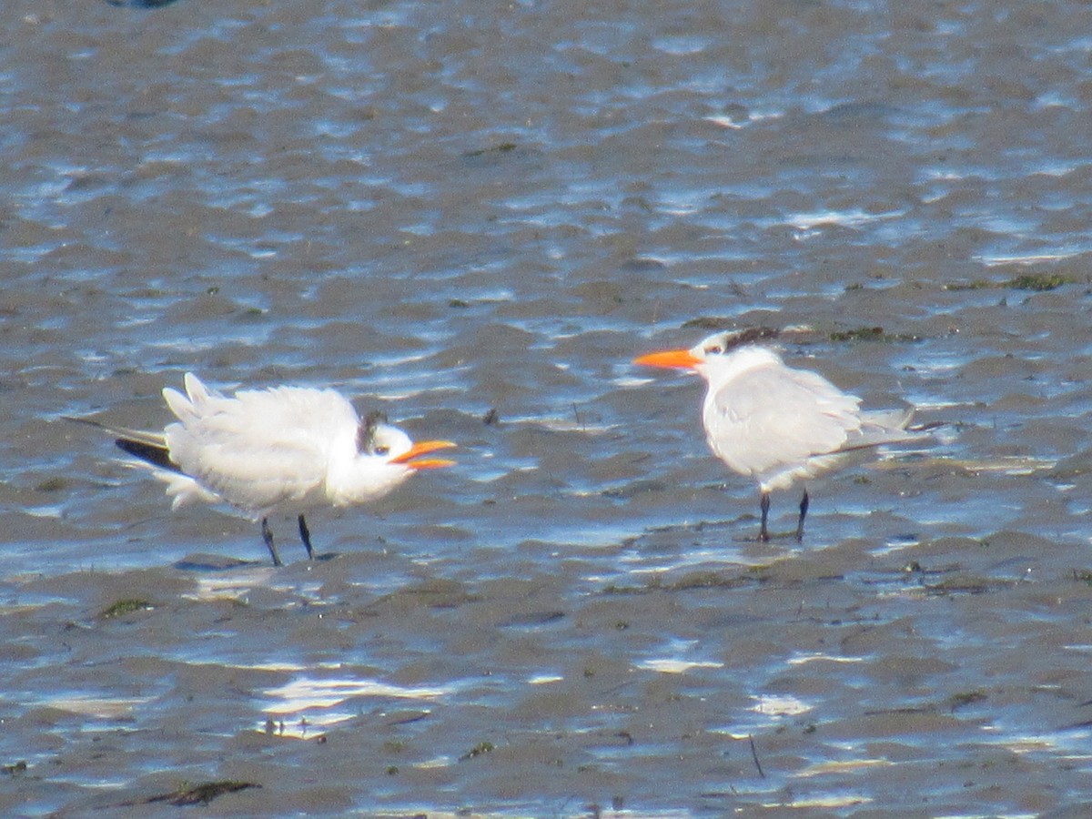 Royal Tern - ML647322303