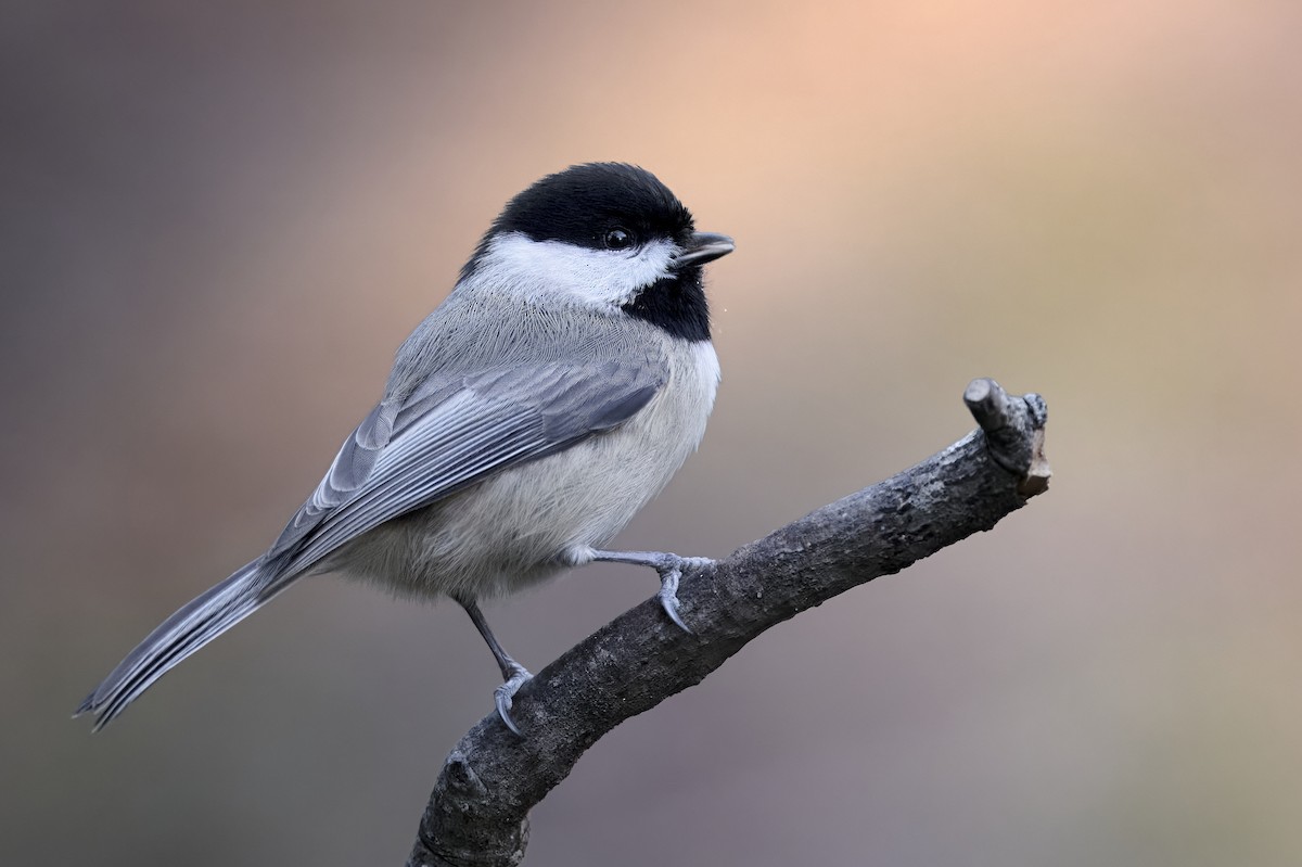 Carolina Chickadee - ML647322315