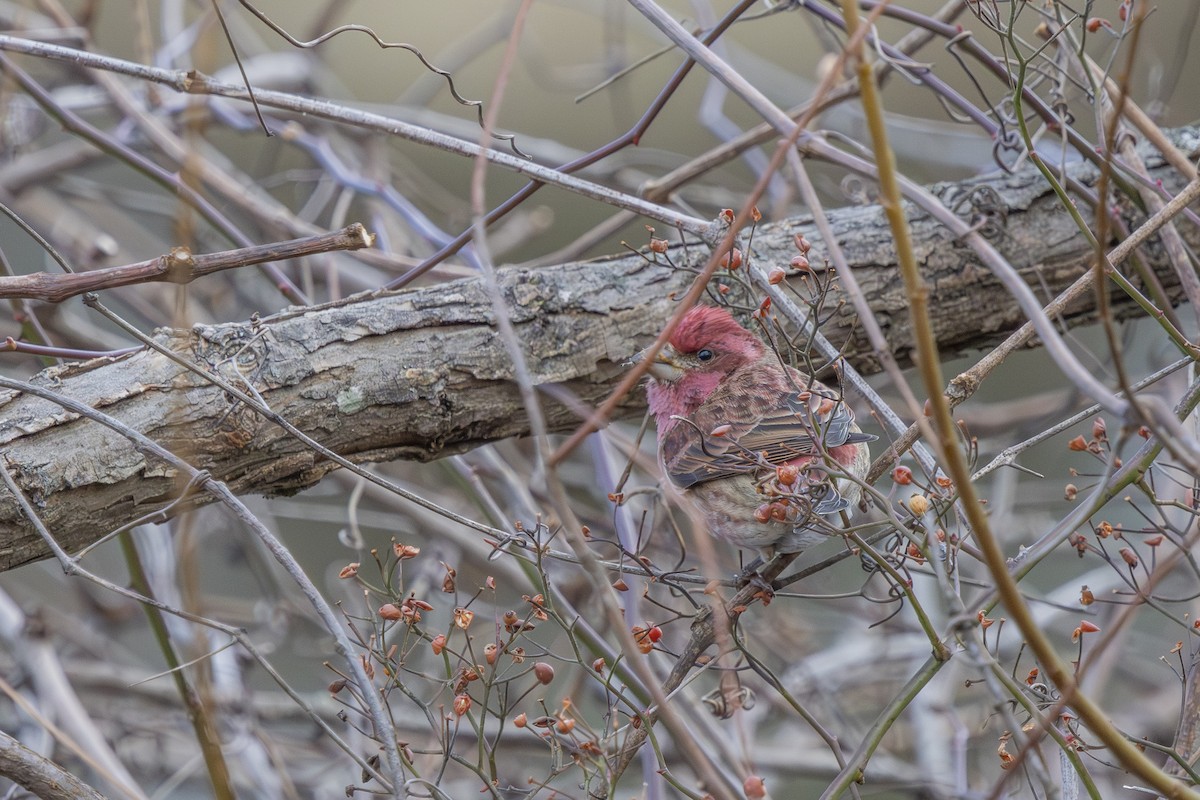 Purple Finch - ML647322320