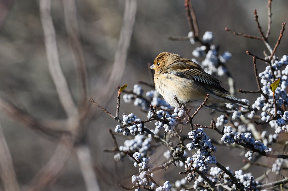 Indigo Bunting - ML647322326