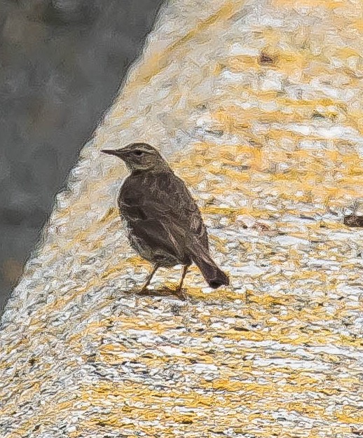 Rock Pipit - ML647322327