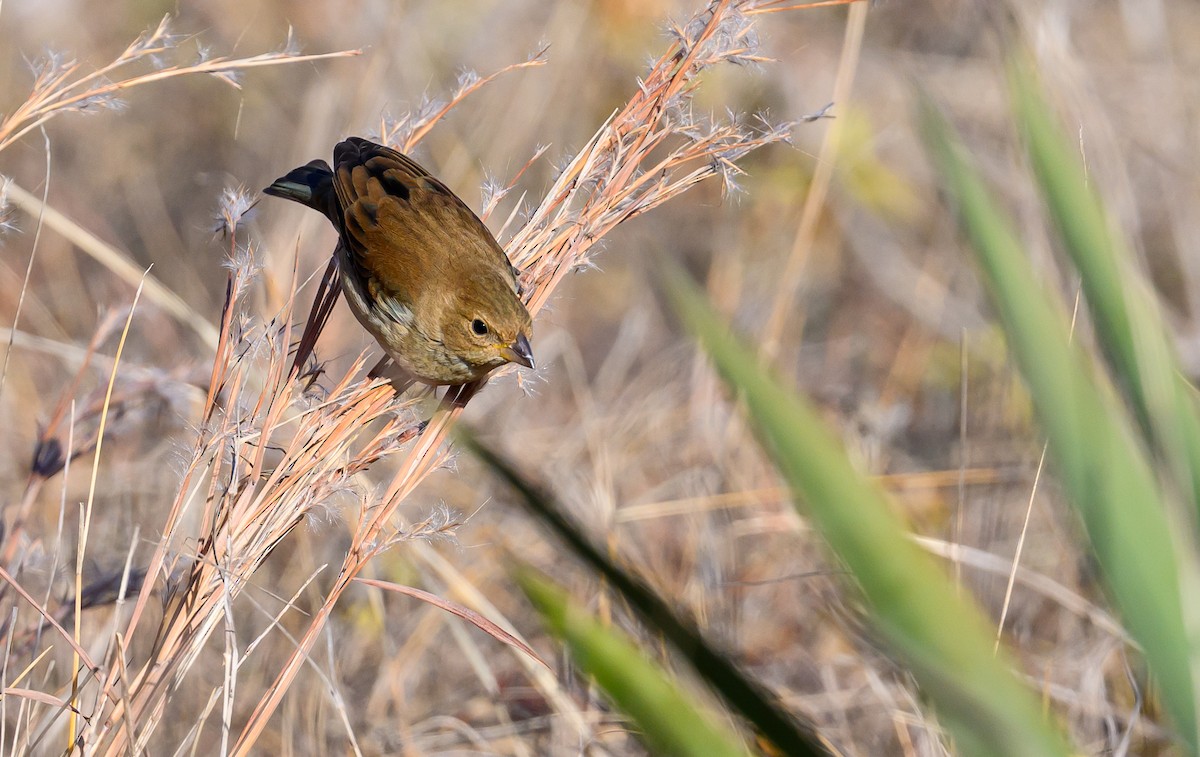 Indigo Bunting - ML647322331