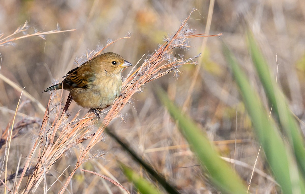 Indigo Bunting - ML647322334