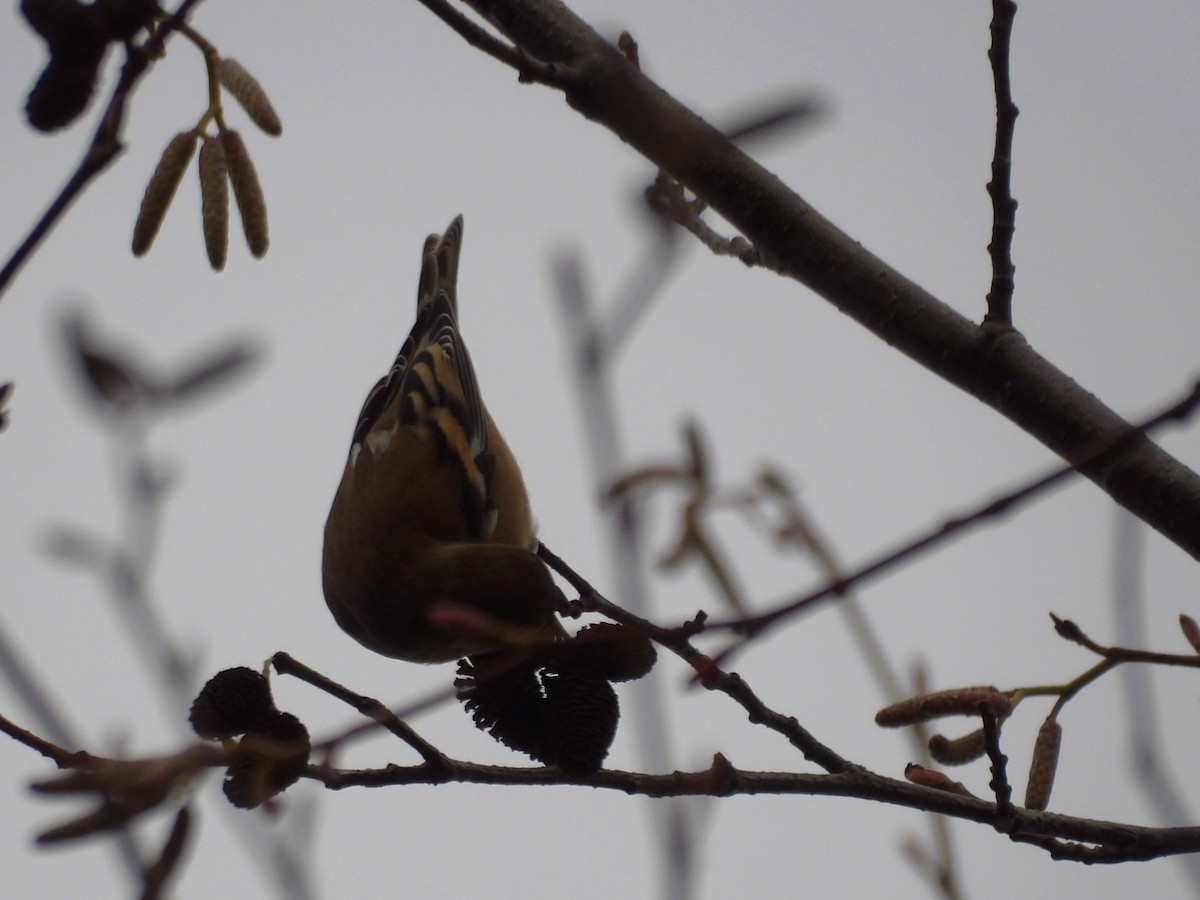 American Goldfinch - ML647322342