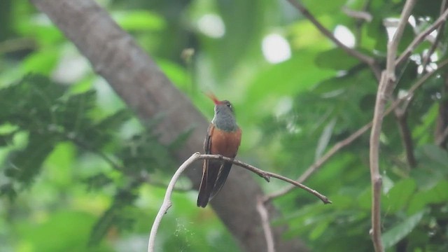 kolibřík yukatanský - ML647322345