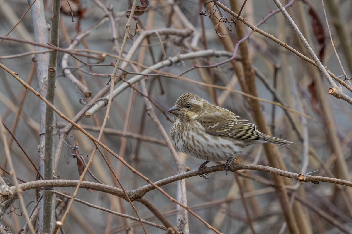 Purple Finch - ML647322346