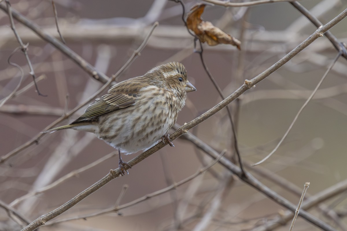 Purple Finch - ML647322347