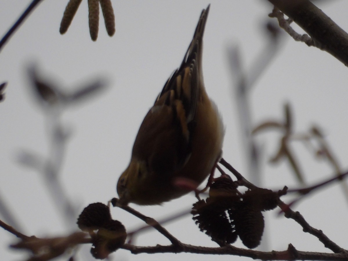 American Goldfinch - ML647322351