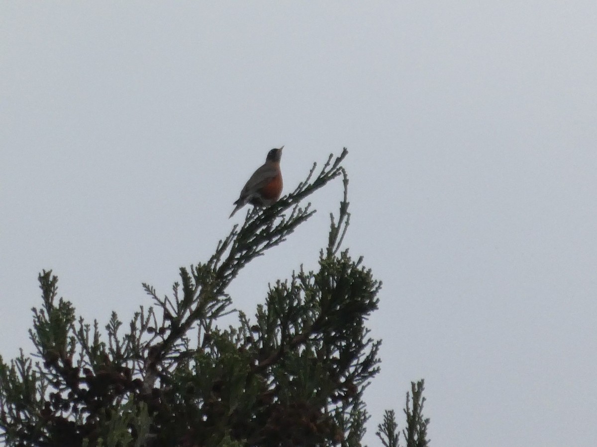 drozd stěhovavý - ML647322357