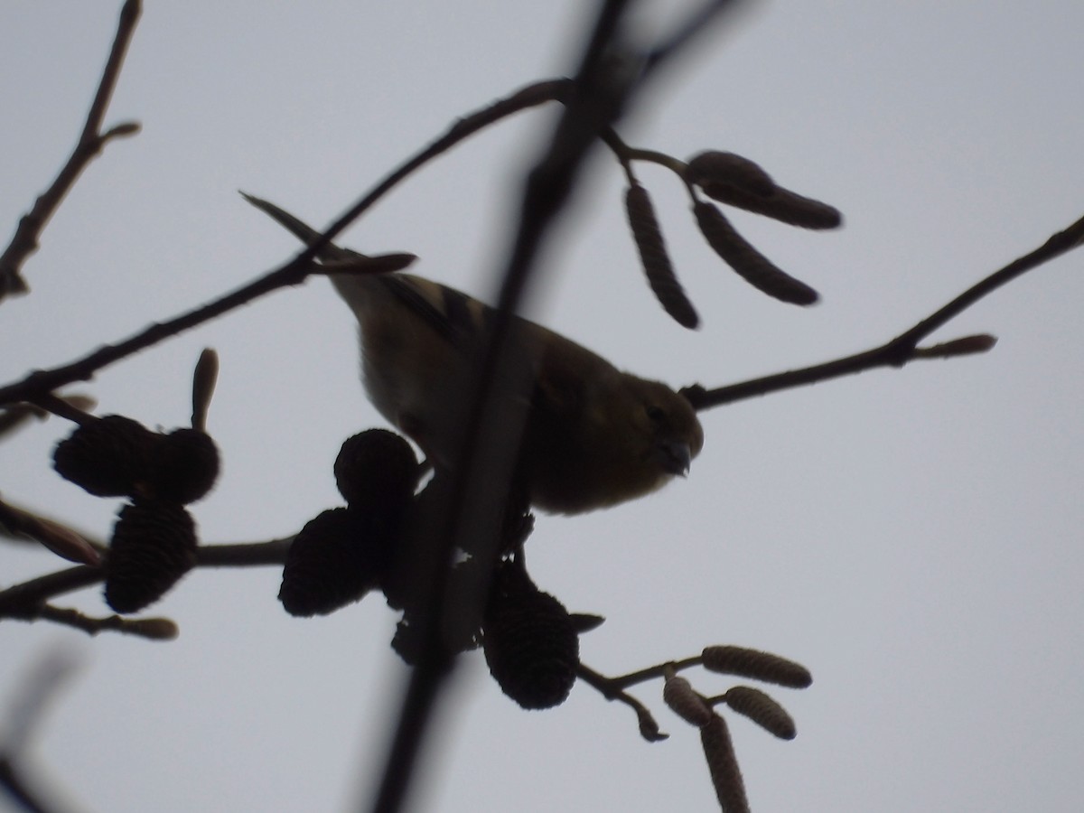 American Goldfinch - ML647322362