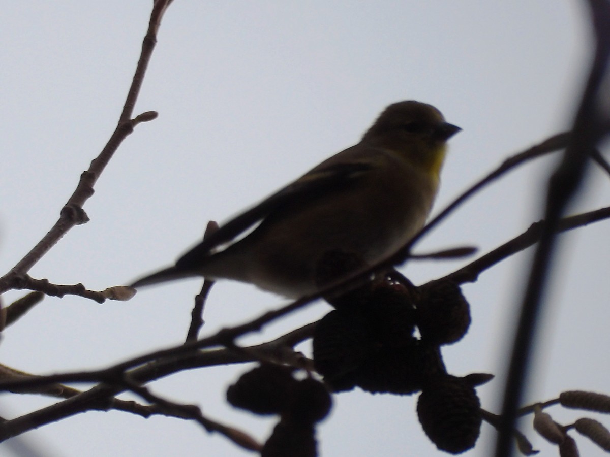 American Goldfinch - ML647322364