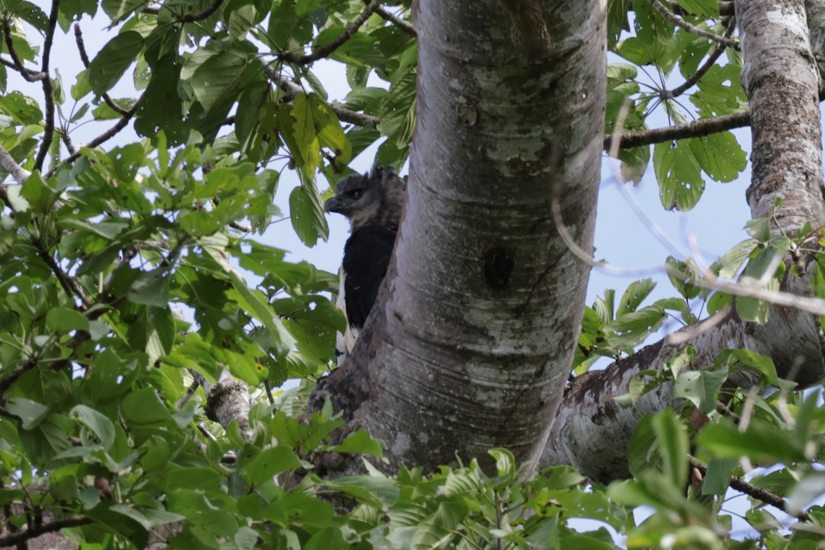 Harpy Eagle - ML647322378