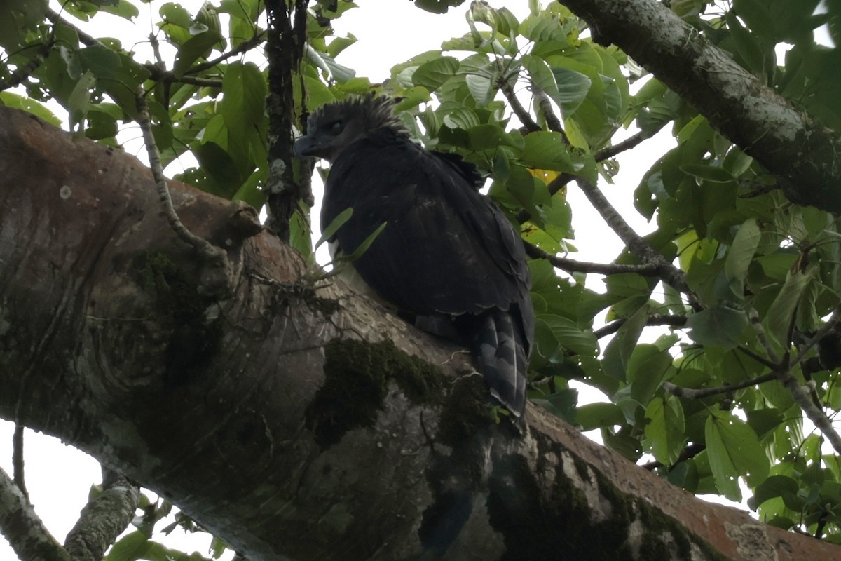 Harpi Kartalı - ML647322387