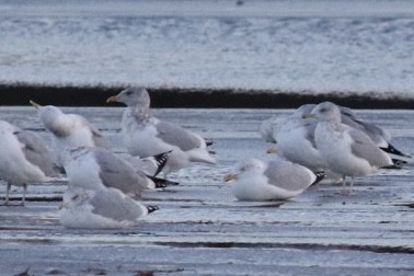 שחף בלתי-מזוהה - ML647322391