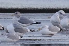 שחף בלתי-מזוהה - ML647322392