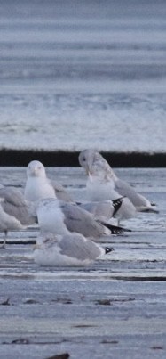 שחף בלתי-מזוהה - ML647322393