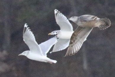 שחף בלתי-מזוהה - ML647322395