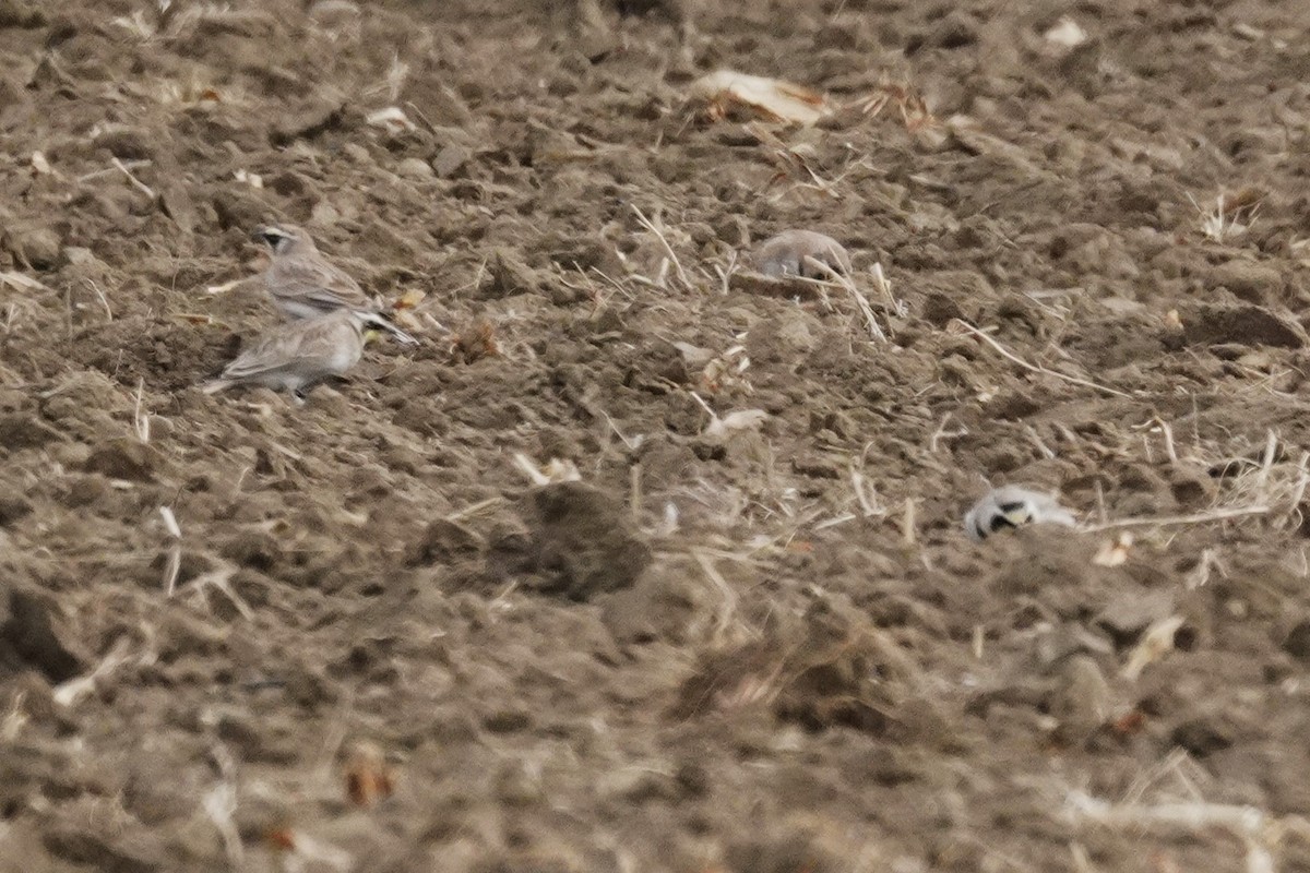 Alondra Cornuda - ML647322399