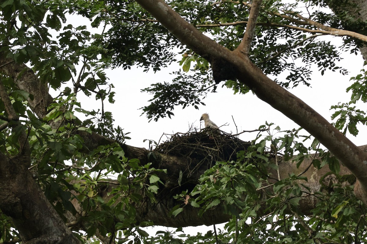 Harpi Kartalı - ML647322400