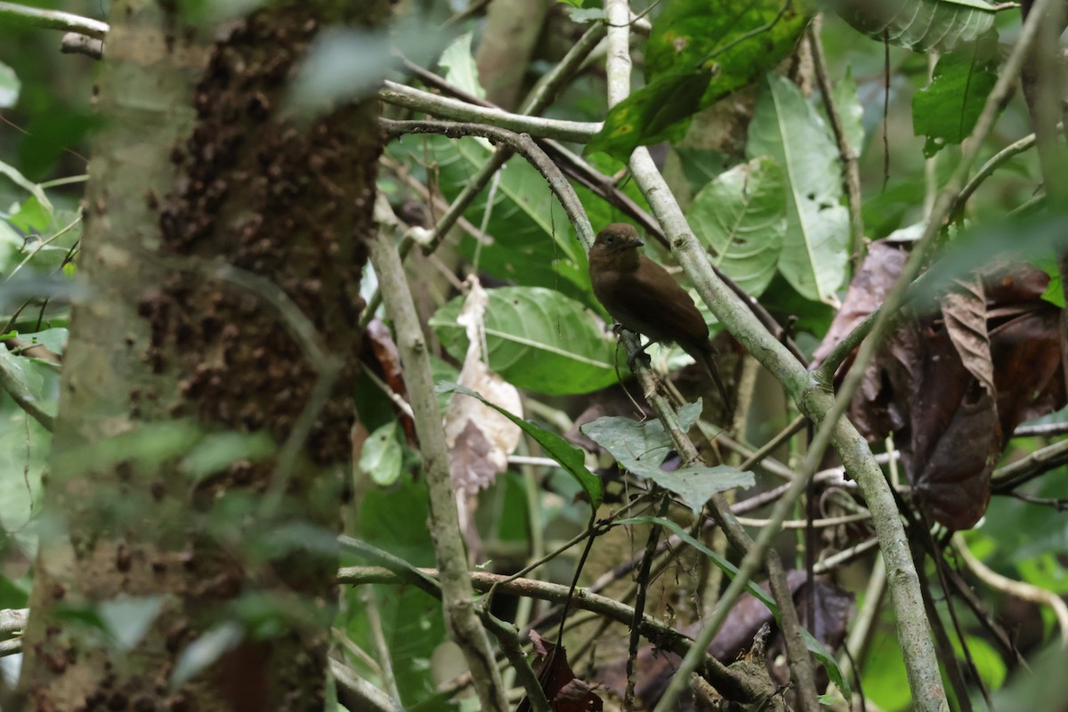 Kızıl Kanatlı Şiforn - ML647322415