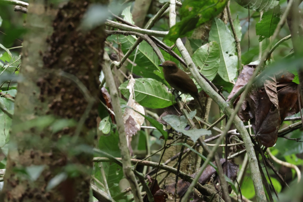 Kızıl Kanatlı Şiforn - ML647322416