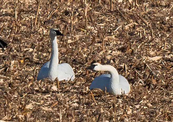 Лебедь-трубач - ML647322417